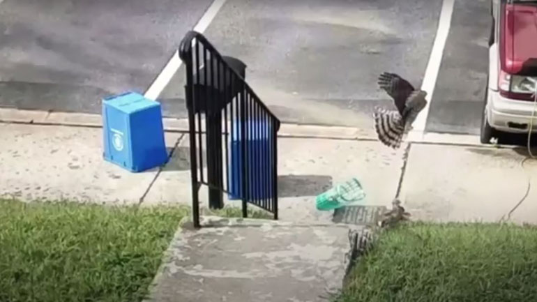 Λαγός γλίτωσε από γεράκι χρησιμοποιώντας ένα… καλάθι